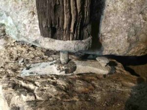 L'arbre terminé par le grain qui tourne dans la crapaudine, moulin de la Porte