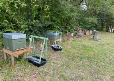 Harpes devant ruches